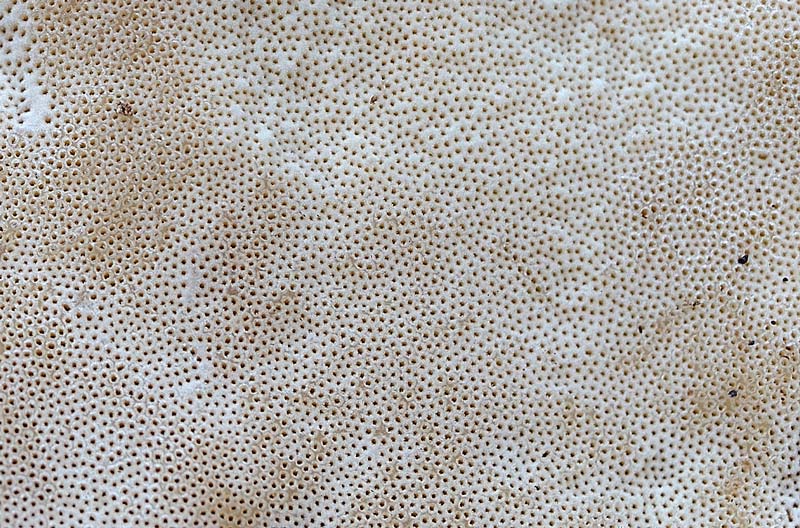Penso a Ischnoderma benzoinum - foto 1871 (I. benzoinum)
