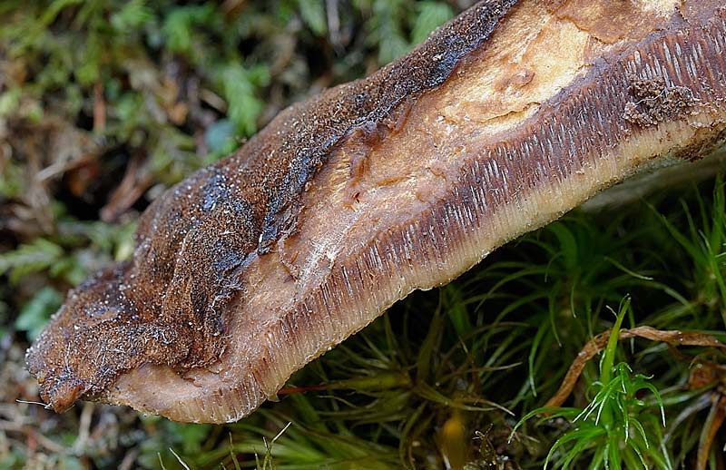 Penso a Ischnoderma benzoinum - foto 1871 (I. benzoinum)