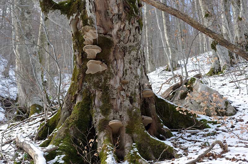 Assomiglia a Postia leucomallella - foto 3672(Postia undosa)