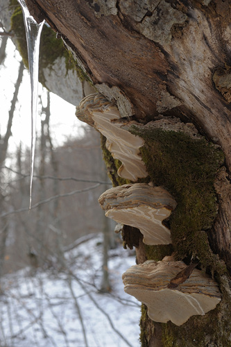 Assomiglia a Postia leucomallella - foto 3672(Postia undosa)