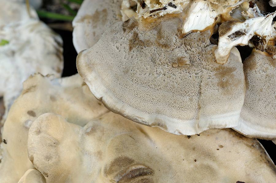 Un lignicolo da determinare - foto 6504 (Bjerkandera adusta)