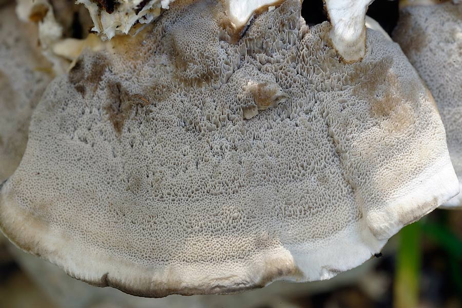 Un lignicolo da determinare - foto 6504 (Bjerkandera adusta)