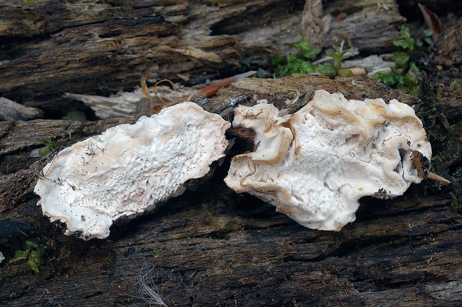 Un aiutino per una crosta bianca - foto 6370