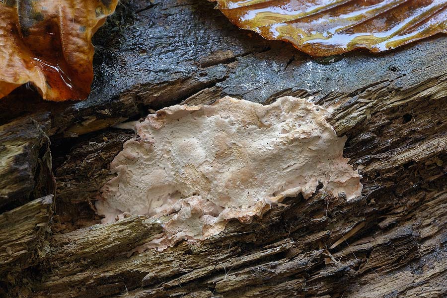 Un aiutino per una crosta bianca - foto 6370