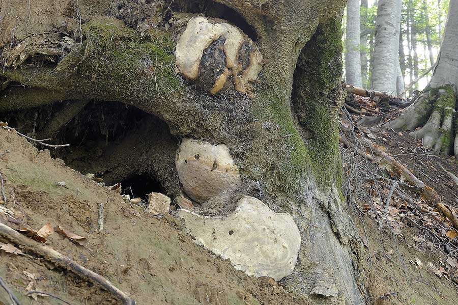 Crostone gommoso - foto 7166 (Fomitopsis pinicola)