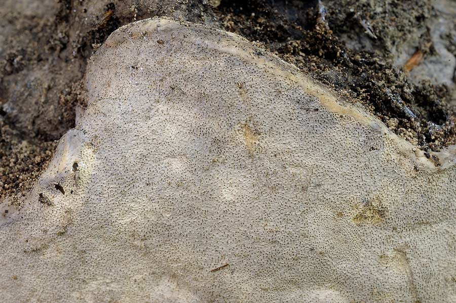 Crostone gommoso - foto 7166 (Fomitopsis pinicola)