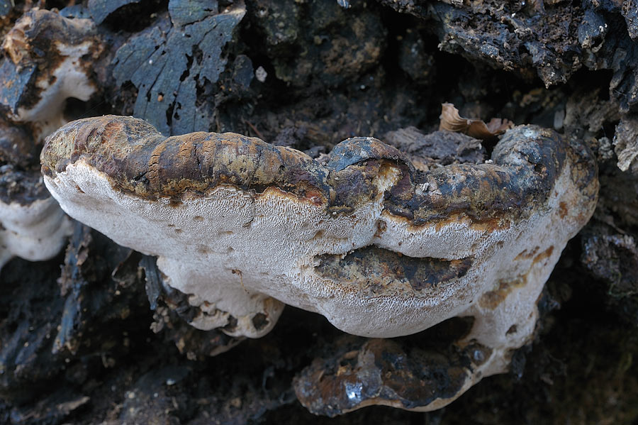 Che dite di P.medulla-panis?-foto8475(Ischnoderma resinosum)