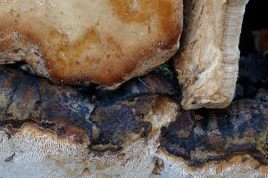 Che dite di P.medulla-panis?-foto8475(Ischnoderma resinosum)