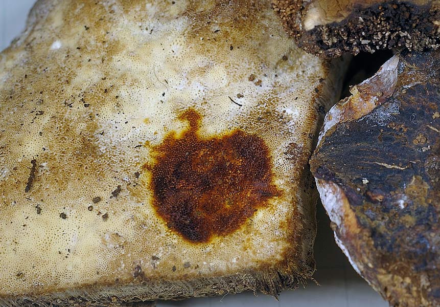 Che dite di P.medulla-panis?-foto8475(Ischnoderma resinosum)