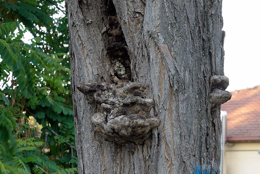 Su Robinia..un Phellinus?-foto 6018 (Perenniporia fraxinea)