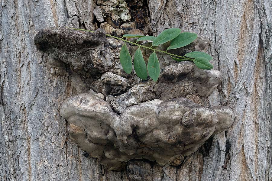 Su Robinia..un Phellinus?-foto 6018 (Perenniporia fraxinea)