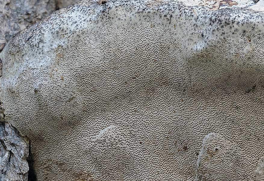 Su Robinia..un Phellinus?-foto 6018 (Perenniporia fraxinea)