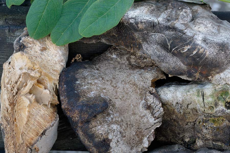 Su Robinia..un Phellinus?-foto 6018 (Perenniporia fraxinea)
