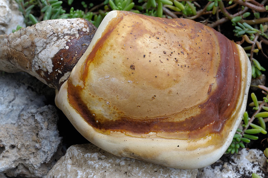 Un Phellinus ignarius? - foto 5510 (Ganoderma resinaceum)