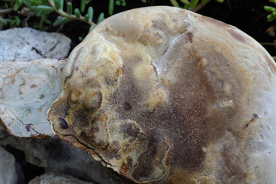 Un Phellinus ignarius? - foto 5510 (Ganoderma resinaceum)