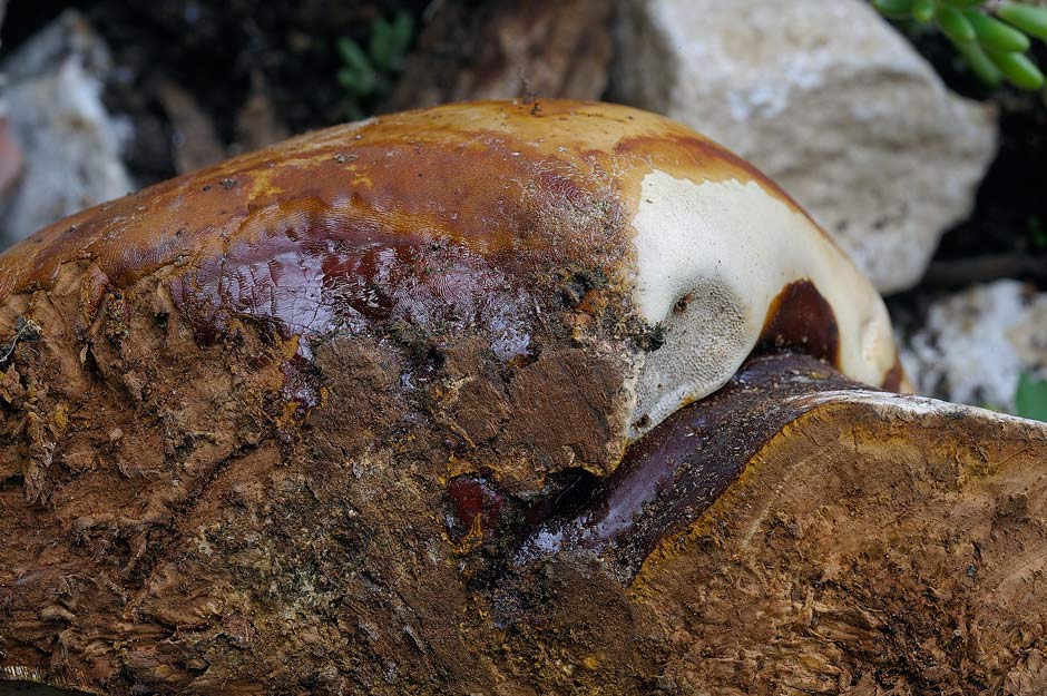 Un Phellinus ignarius? - foto 5510 (Ganoderma resinaceum)