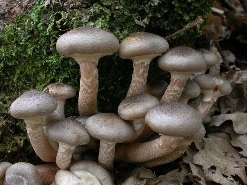 funghi su ceppo tagliato