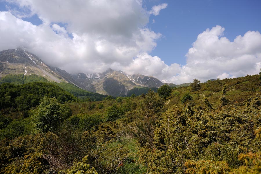 Crosta marroncina da det-foto 0403 (Amylostereum laevigatum)