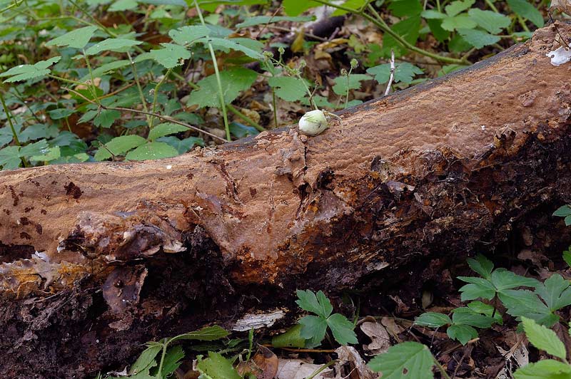Phellinus da determinare -foto 2041 (Phellinus ferruginosus)