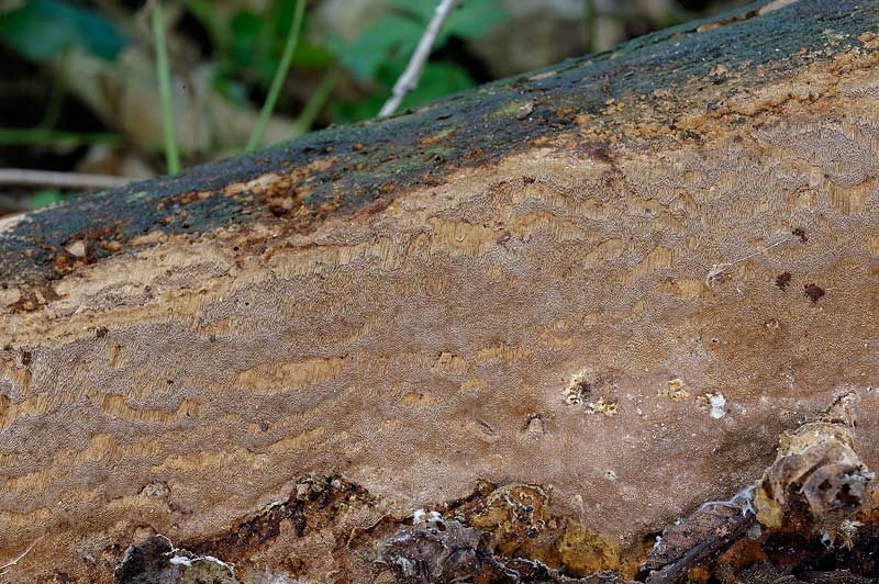 Phellinus da determinare -foto 2041 (Phellinus ferruginosus)