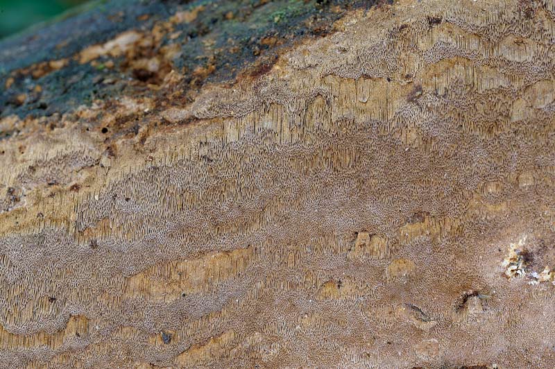 Phellinus da determinare -foto 2041 (Phellinus ferruginosus)