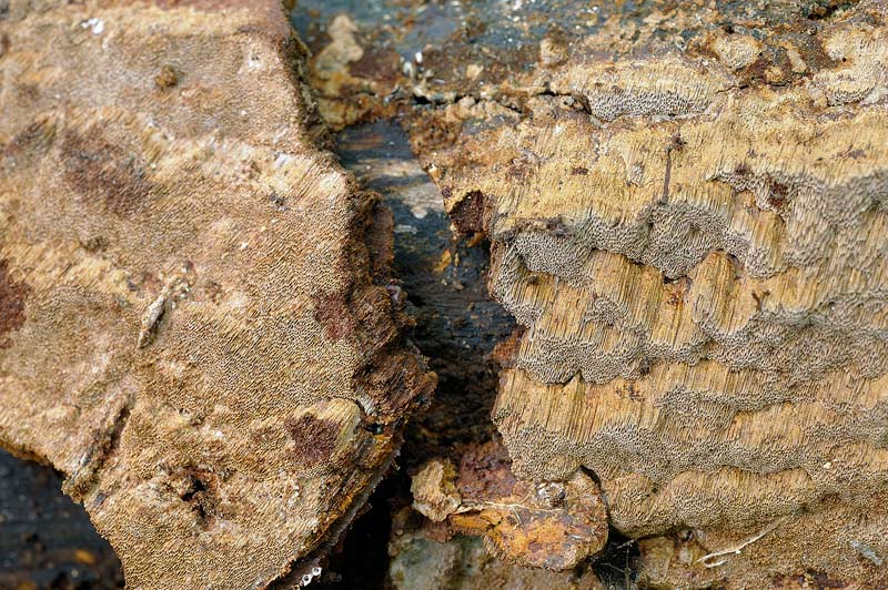 Phellinus da determinare -foto 2041 (Phellinus ferruginosus)