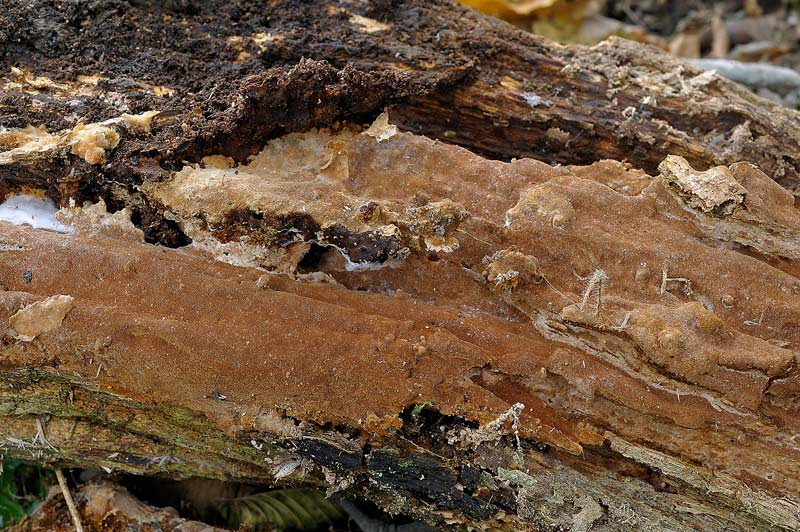 Phellinus con velo generale?-foto3180(Phellinus ferruginosus
