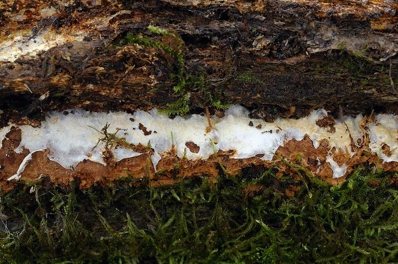 Phellinus con velo generale?-foto3180(Phellinus ferruginosus