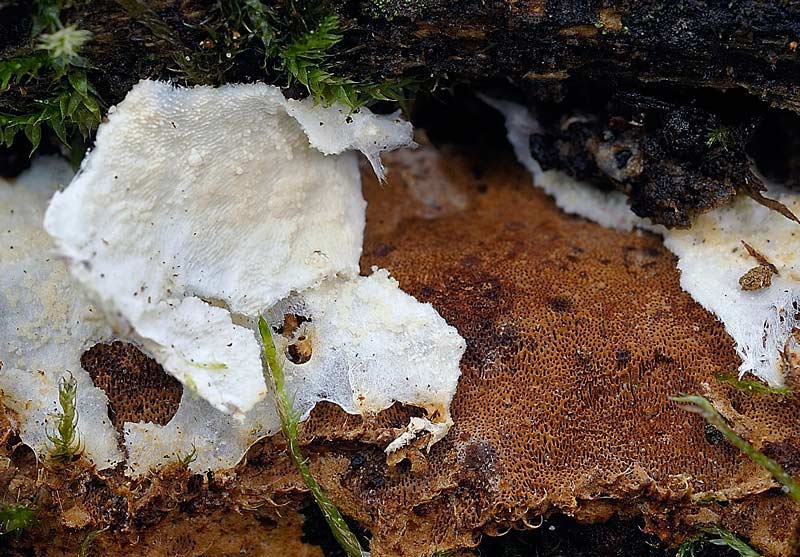 Phellinus con velo generale?-foto3180(Phellinus ferruginosus
