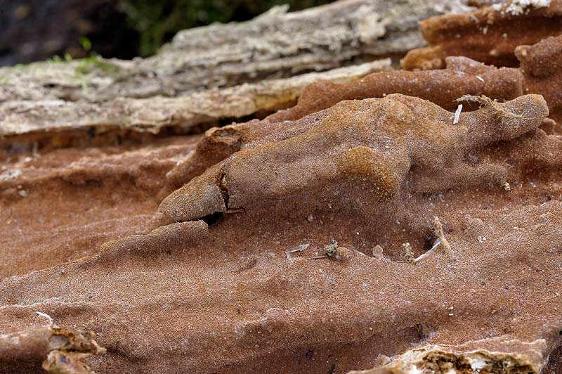 Phellinus con velo generale?-foto3180(Phellinus ferruginosus
