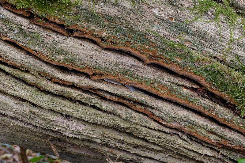 Phellinus con velo generale?-foto3180(Phellinus ferruginosus