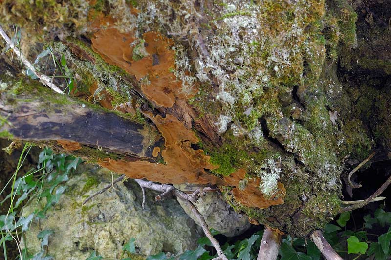 Forse un Phellinus? (Phellinus laevigatus)