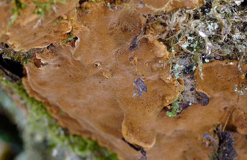 Forse un Phellinus? (Phellinus laevigatus)