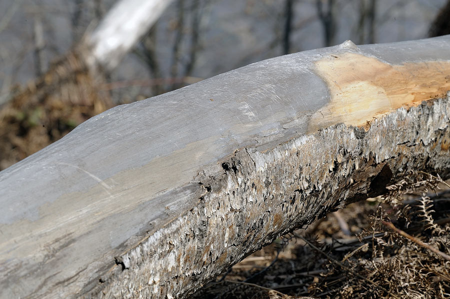 Sempre e solo Schizophora paradoxa? foto 9315