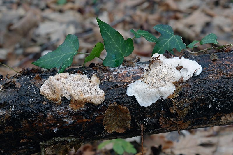 Assomiglia a Postia leucomallella - foto 3672(Postia undosa)
