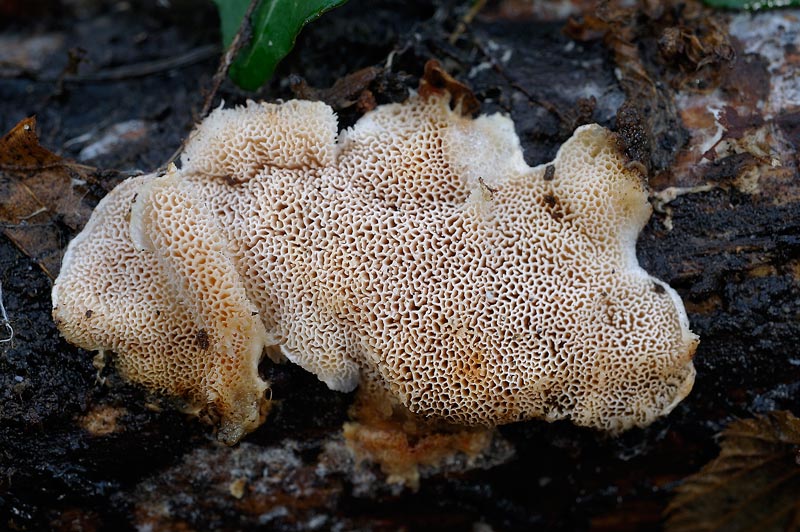 Assomiglia a Postia leucomallella - foto 3672(Postia undosa)