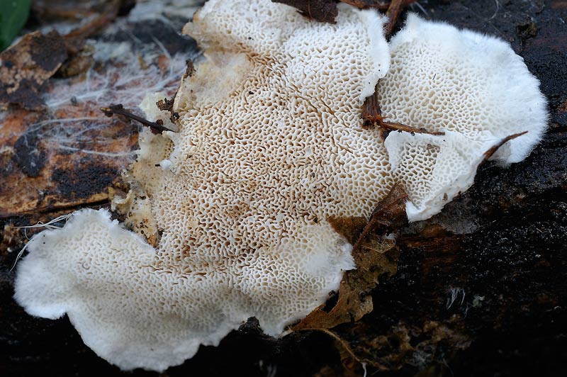 Assomiglia a Postia leucomallella - foto 3672(Postia undosa)