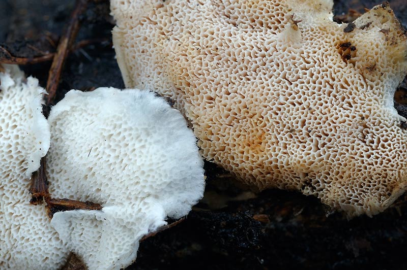 Assomiglia a Postia leucomallella - foto 3672(Postia undosa)