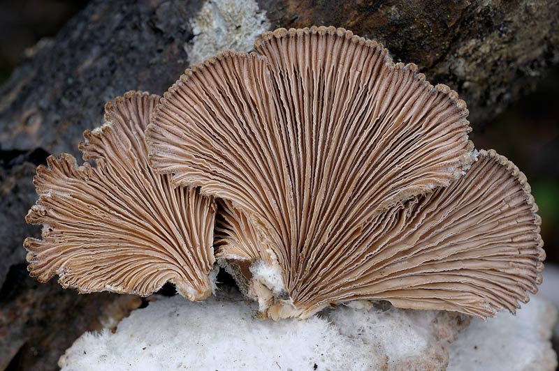 Sono sicuro che siete tutti d''accordo (Skeletocutis amorpha)