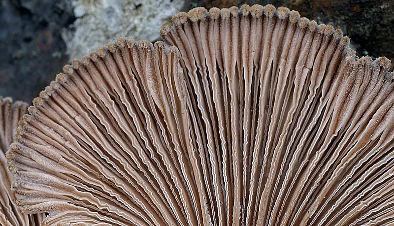 Sono sicuro che siete tutti d''accordo (Skeletocutis amorpha)