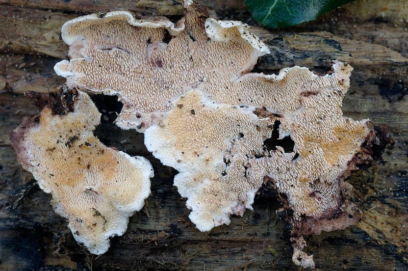 Steccherinum da verificare foto 4436(Steccherinum bourdotii)