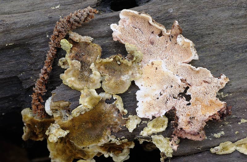 Steccherinum da verificare foto 4436(Steccherinum bourdotii)