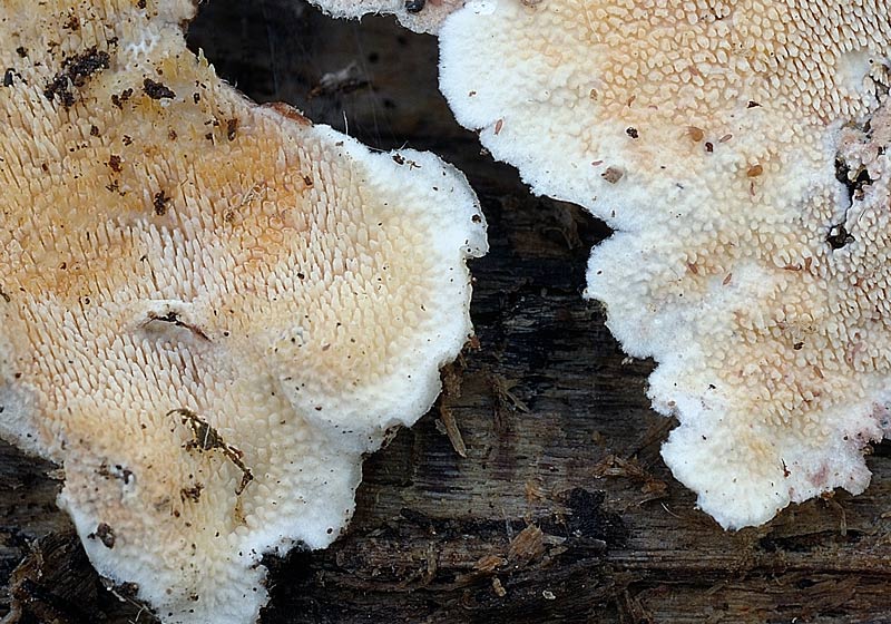 Steccherinum da verificare foto 4436(Steccherinum bourdotii)