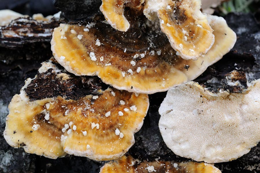 Un Trametes ...muscaria - foto 0766