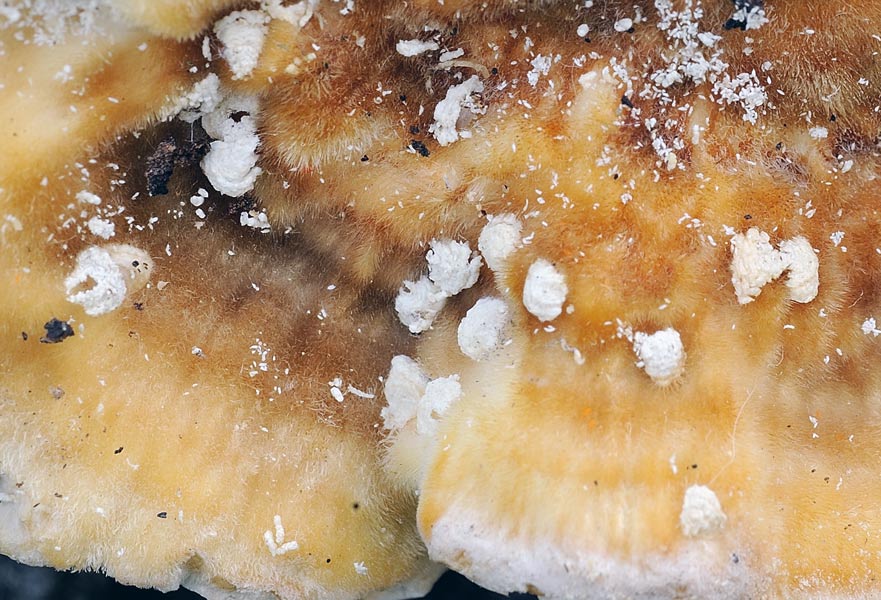 Un Trametes ...muscaria - foto 0766