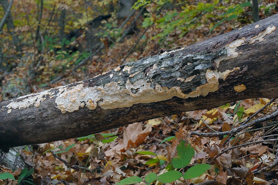 Ritengo che sia Merulius tremellosus (Phlebia rufa)