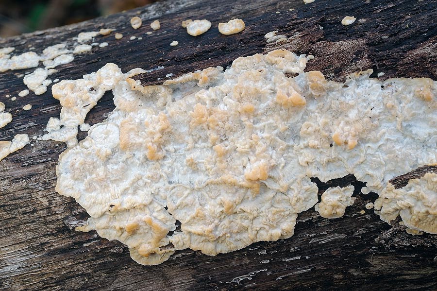 Ritengo che sia Merulius tremellosus (Phlebia rufa)