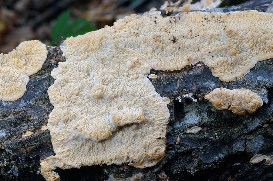 Ritengo che sia Merulius tremellosus (Phlebia rufa)
