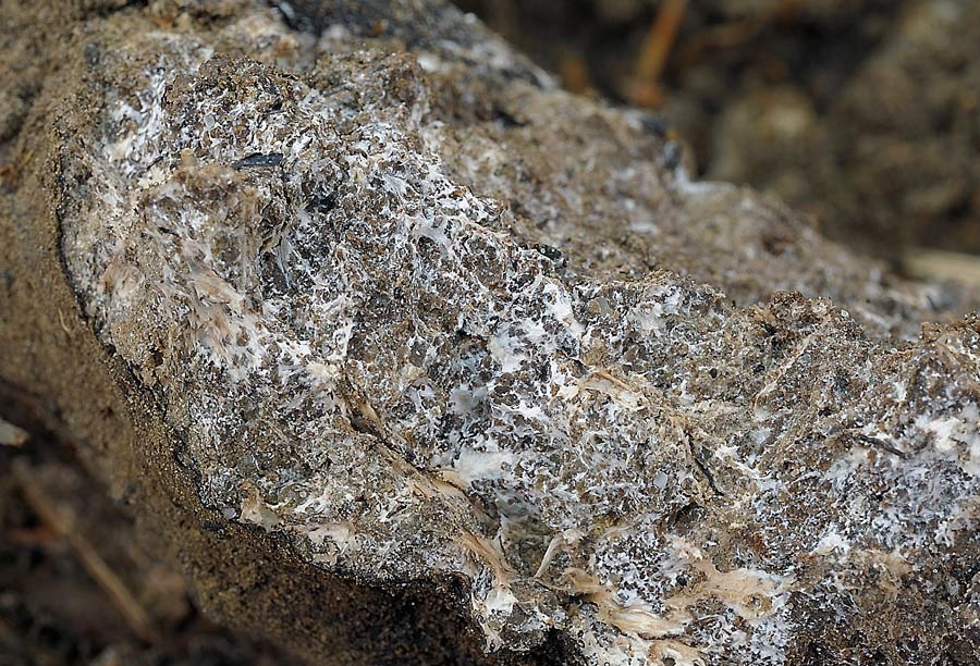 Polyporus tuberaster da confermare (P. tuberaster)