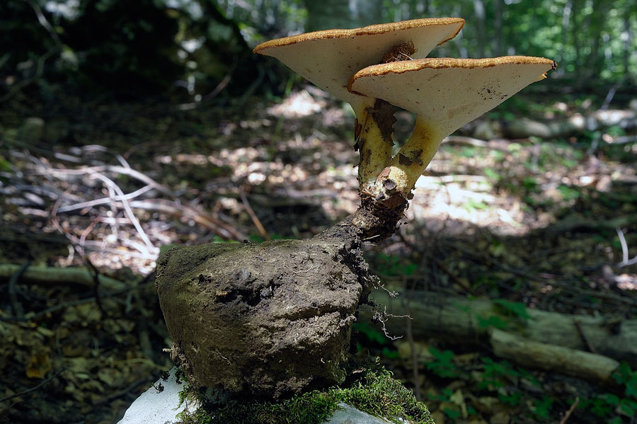 Polyporus tuberaster da confermare (P. tuberaster)